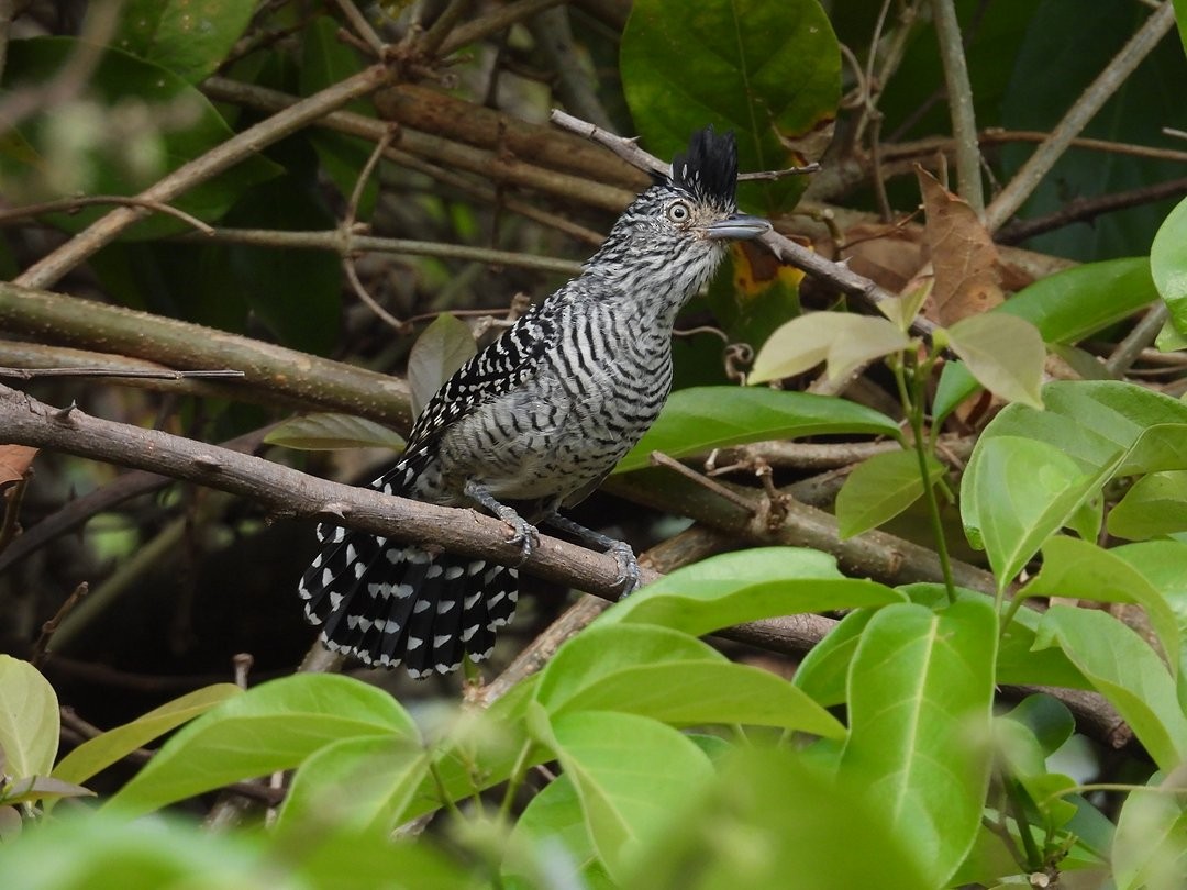 Barred Antshrike (Barred) - ML642386153