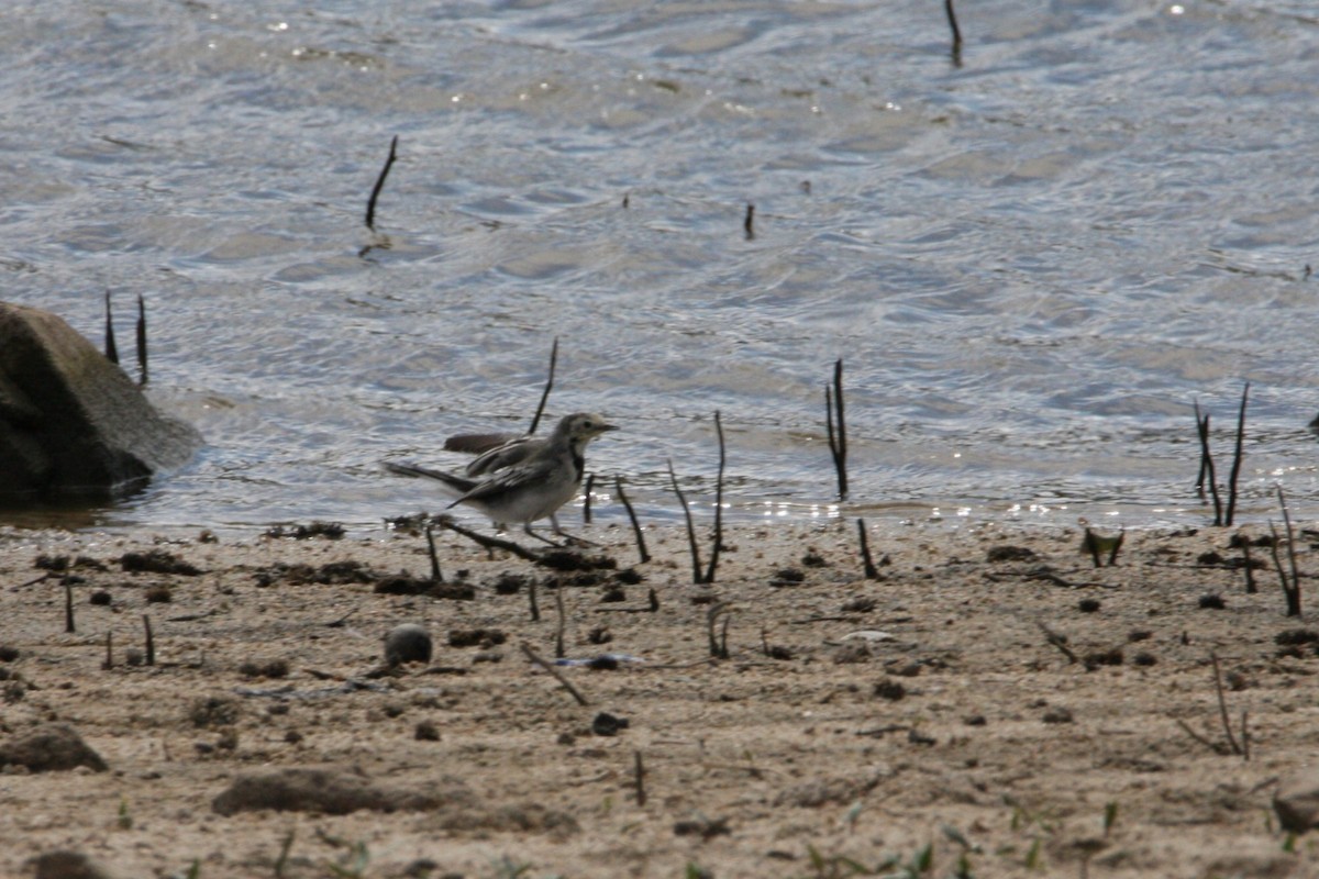 White Wagtail - ML642386154