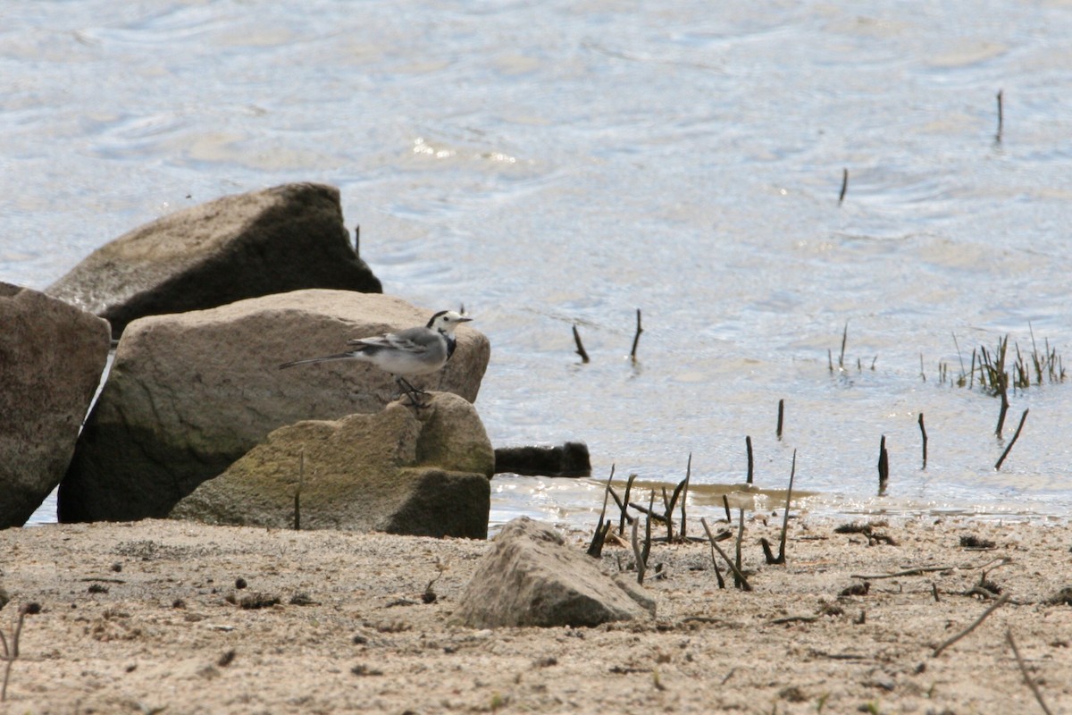White Wagtail - ML642386155