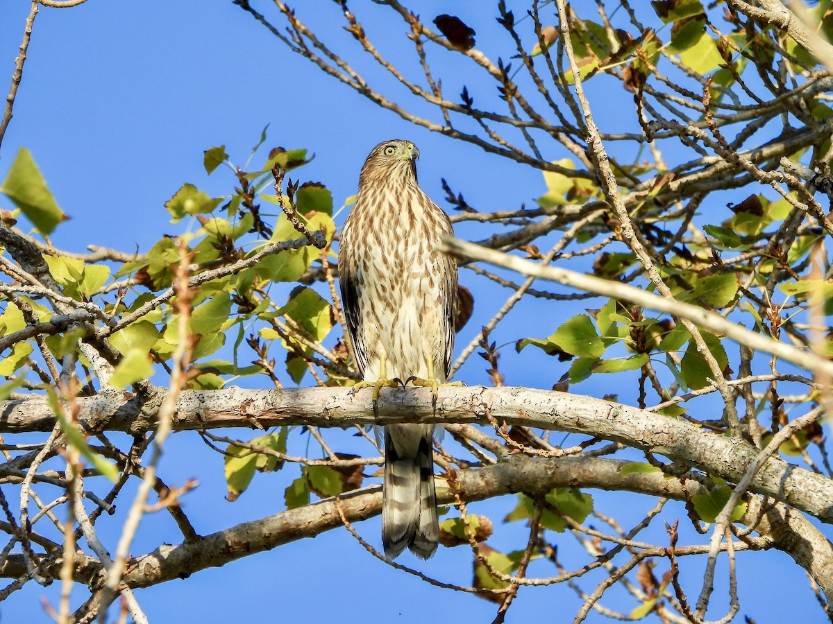 Cooper's Hawk - ML642386161