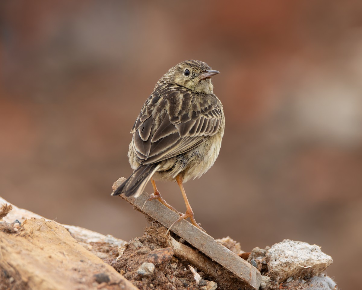 Yellowish Pipit - ML642386162
