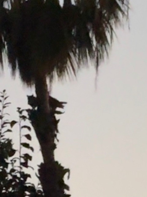 Great Horned Owl - ML642386169