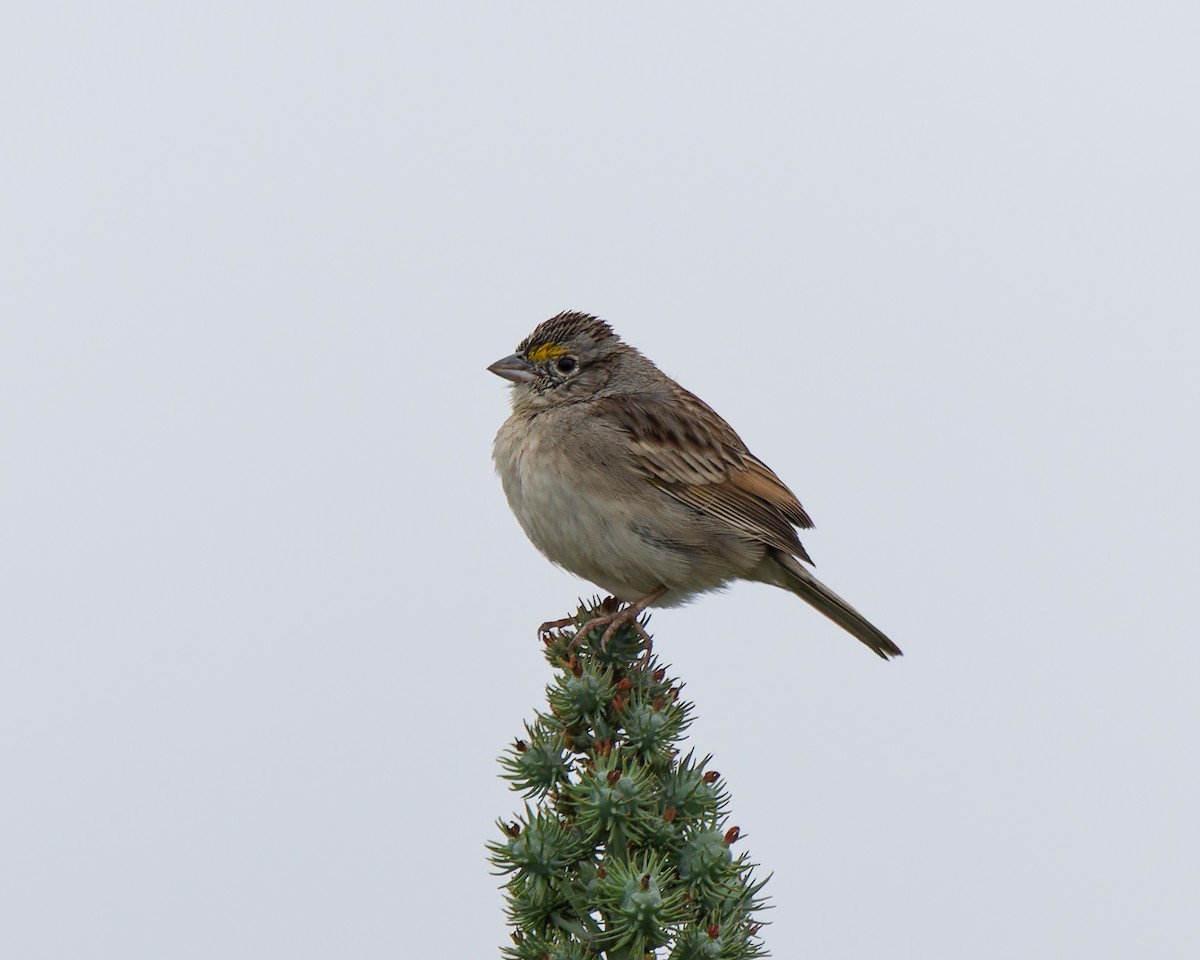 Grassland Sparrow - ML642386170
