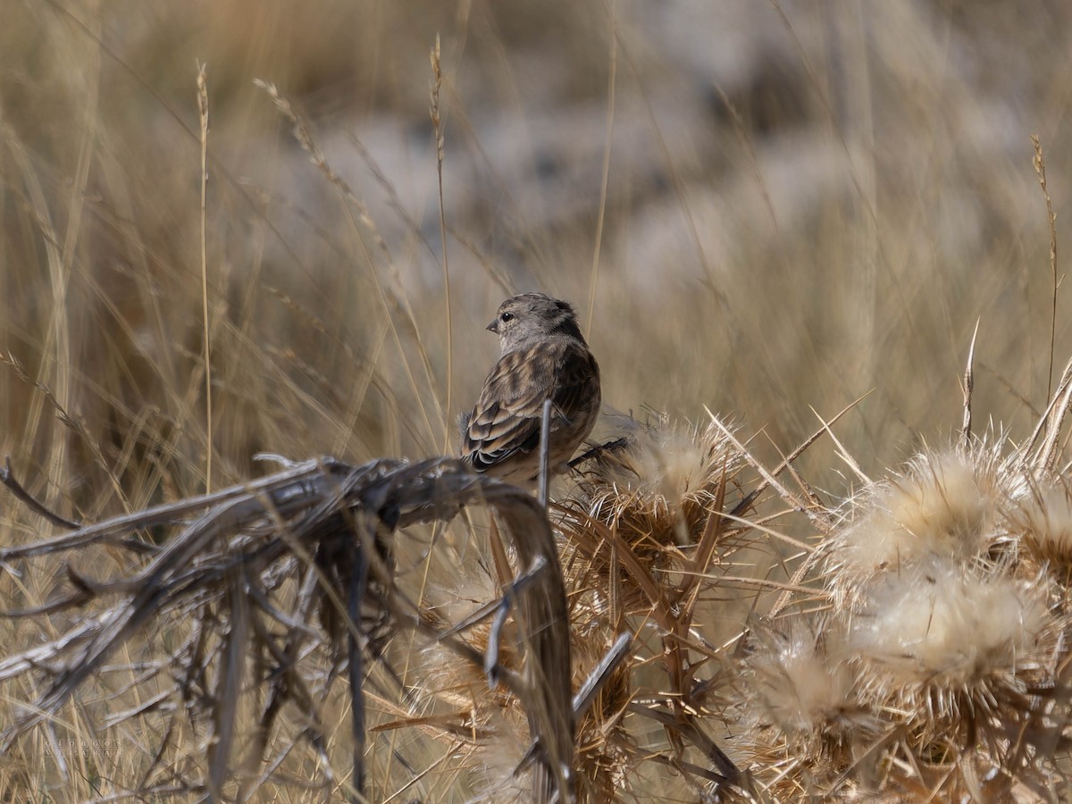Eurasian Linnet - ML642386171