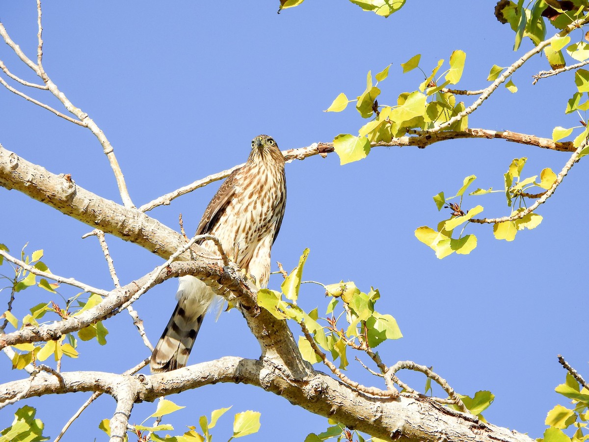 Cooper's Hawk - ML642386177