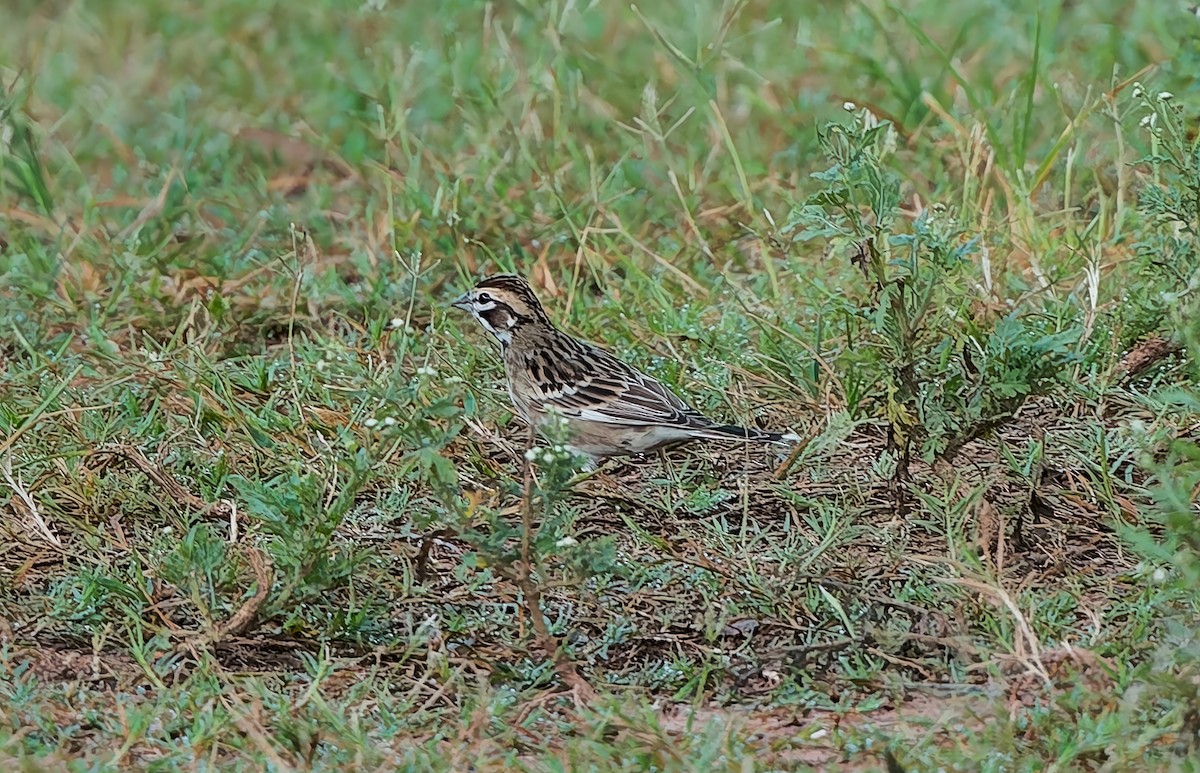 Lark Sparrow - ML642386178