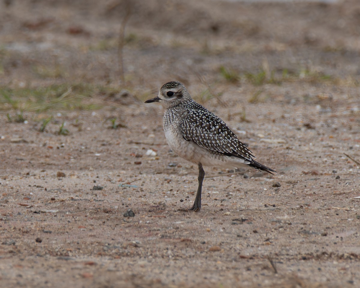 American Golden-Plover - ML642386181