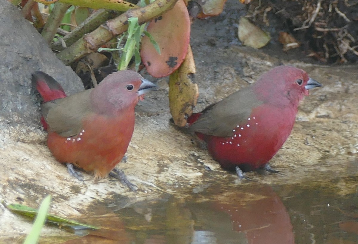 Jameson's Firefinch - ML642386187