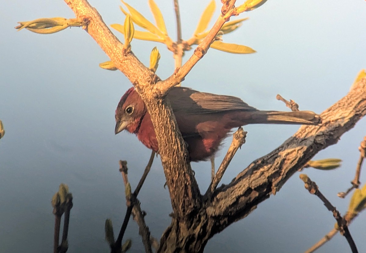Red-crested Finch - ML642386188