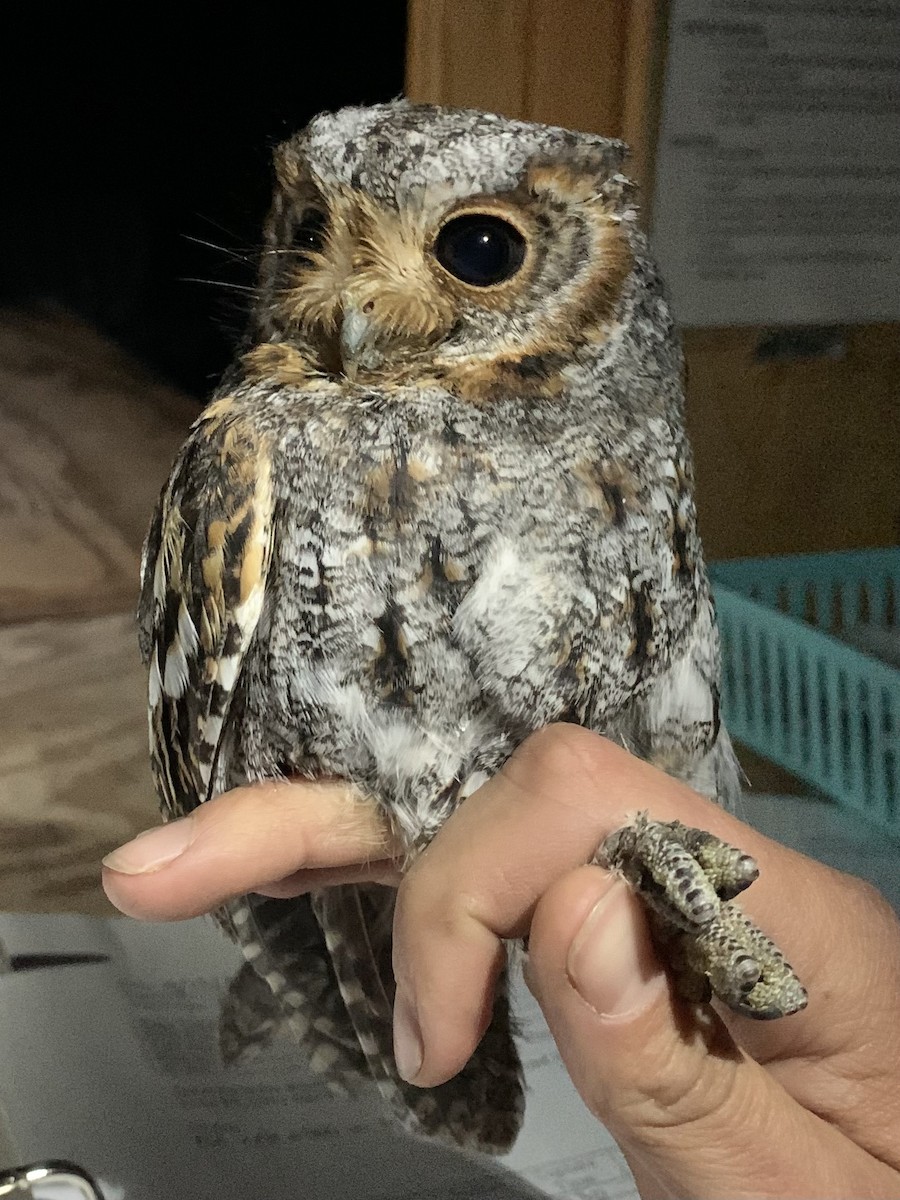 Flammulated Owl - ML642386194