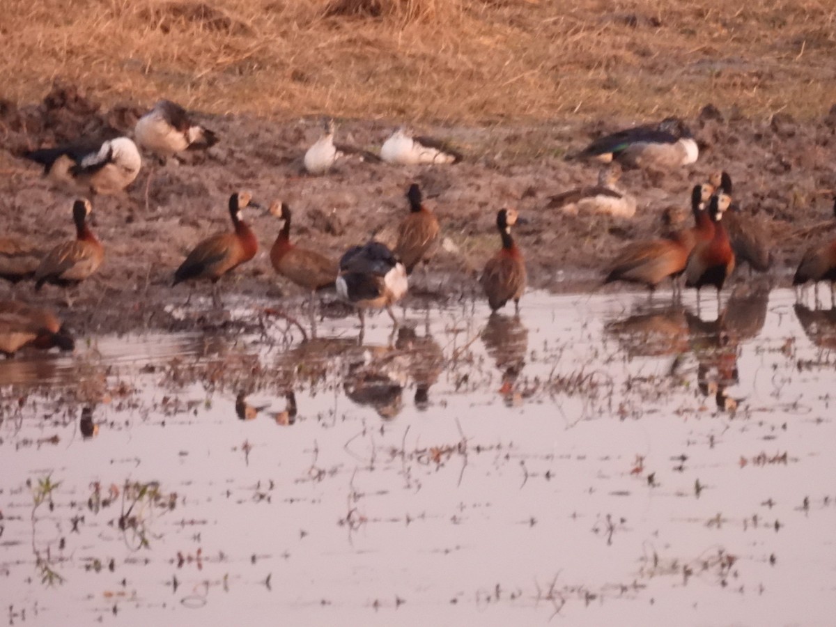 White-faced Whistling-Duck - ML642386197