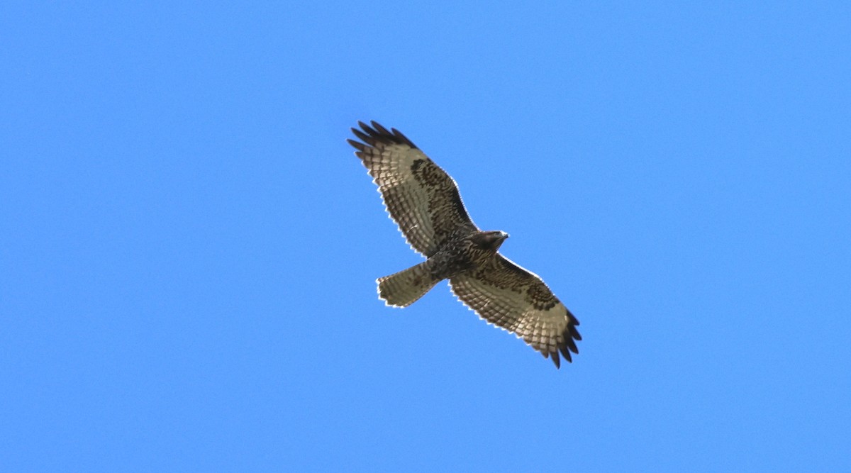 Red-tailed Hawk - ML642386200