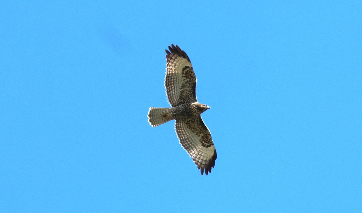 Red-tailed Hawk - ML642386201