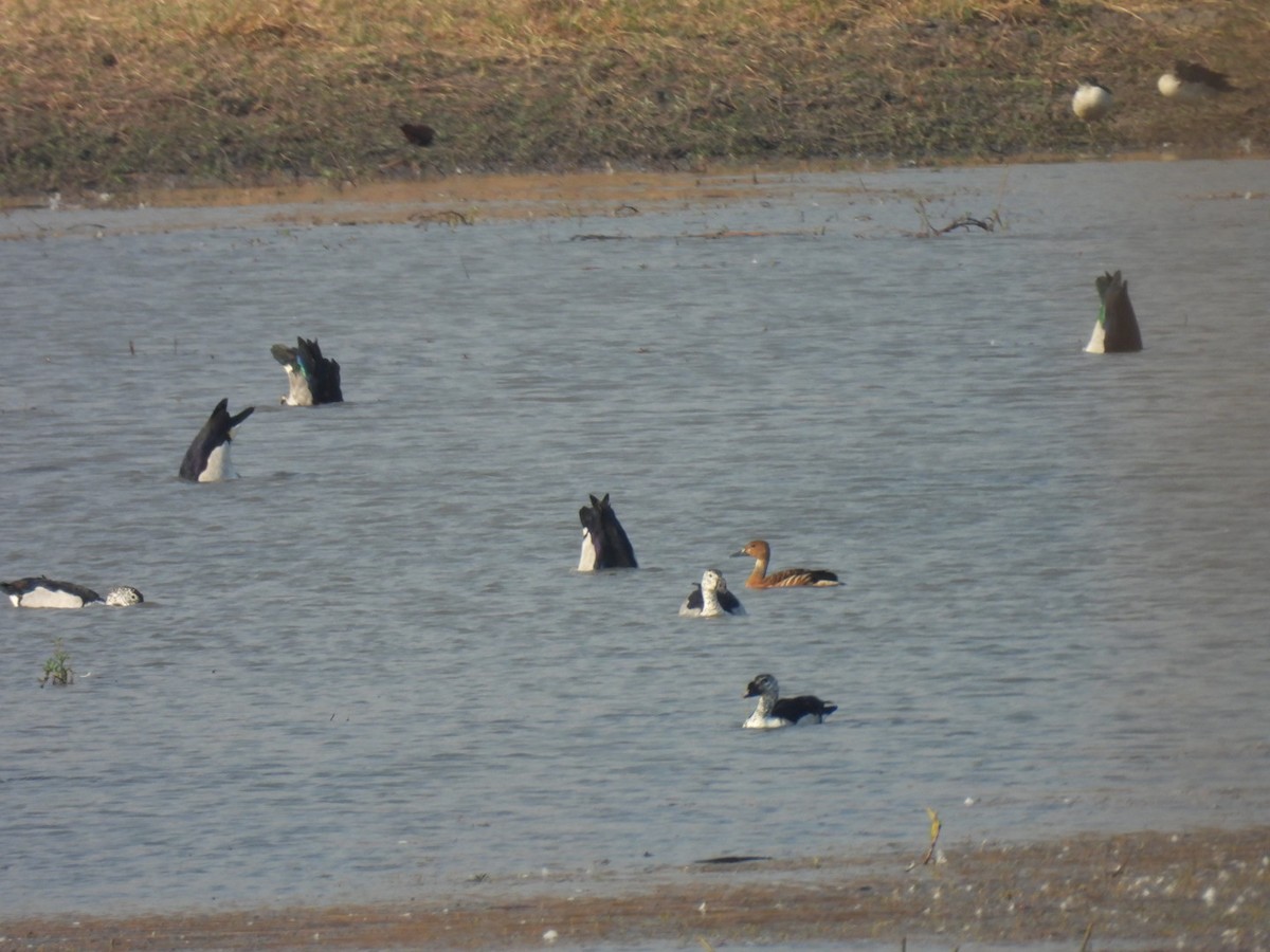 Fulvous Whistling-Duck - ML642386207