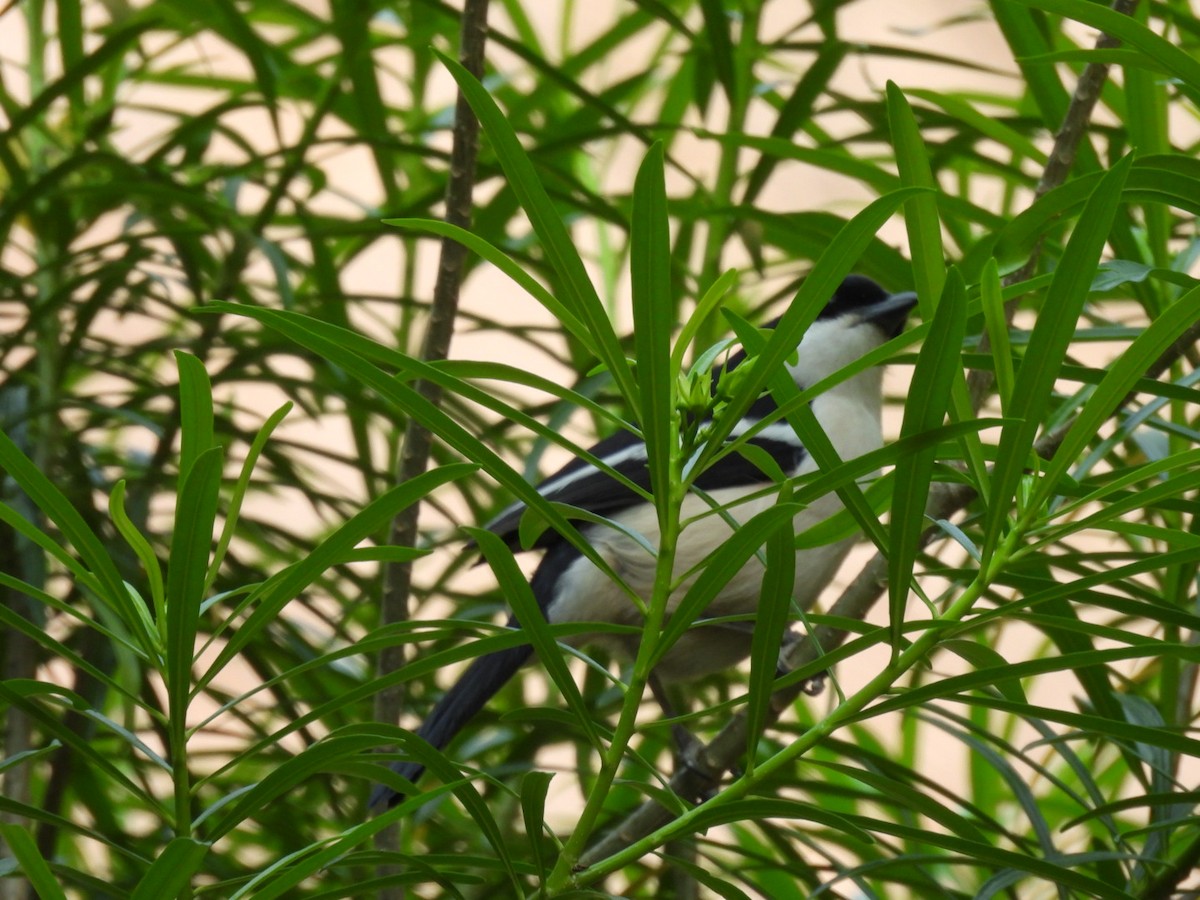 Tropical Boubou - ML642386216