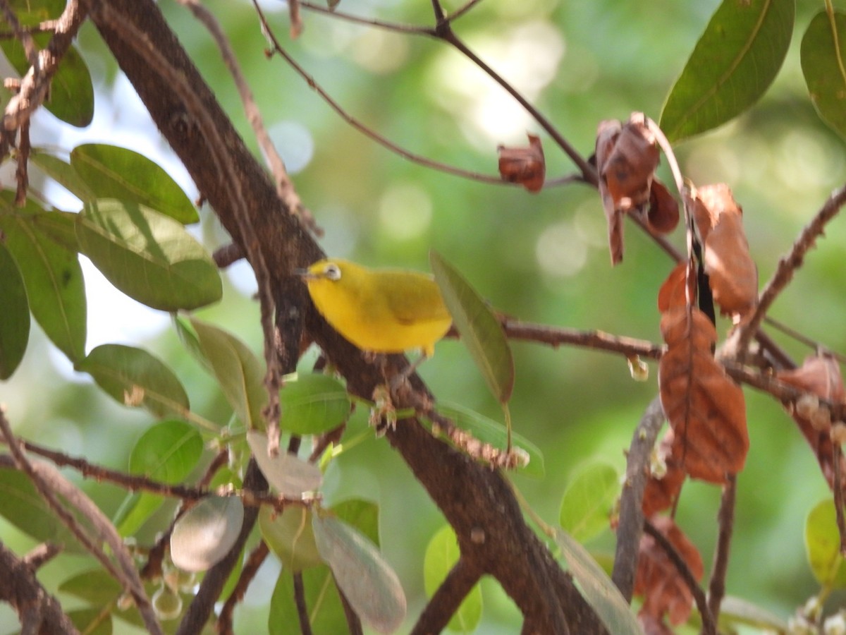 Southern Yellow White-eye - ML642386220