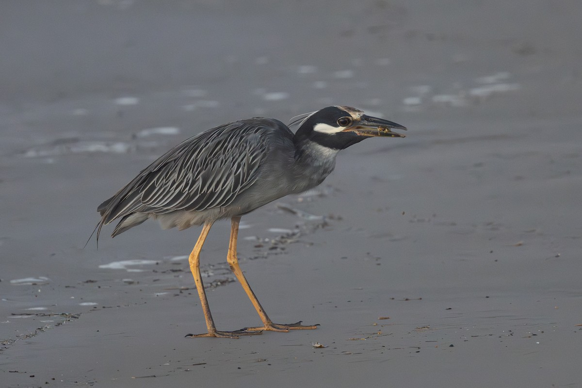 Yellow-crowned Night Heron - ML642386231