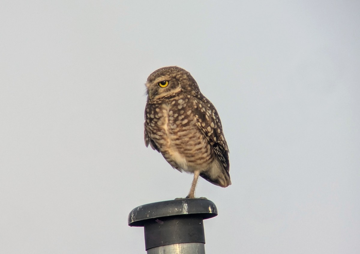 Burrowing Owl - ML642386235