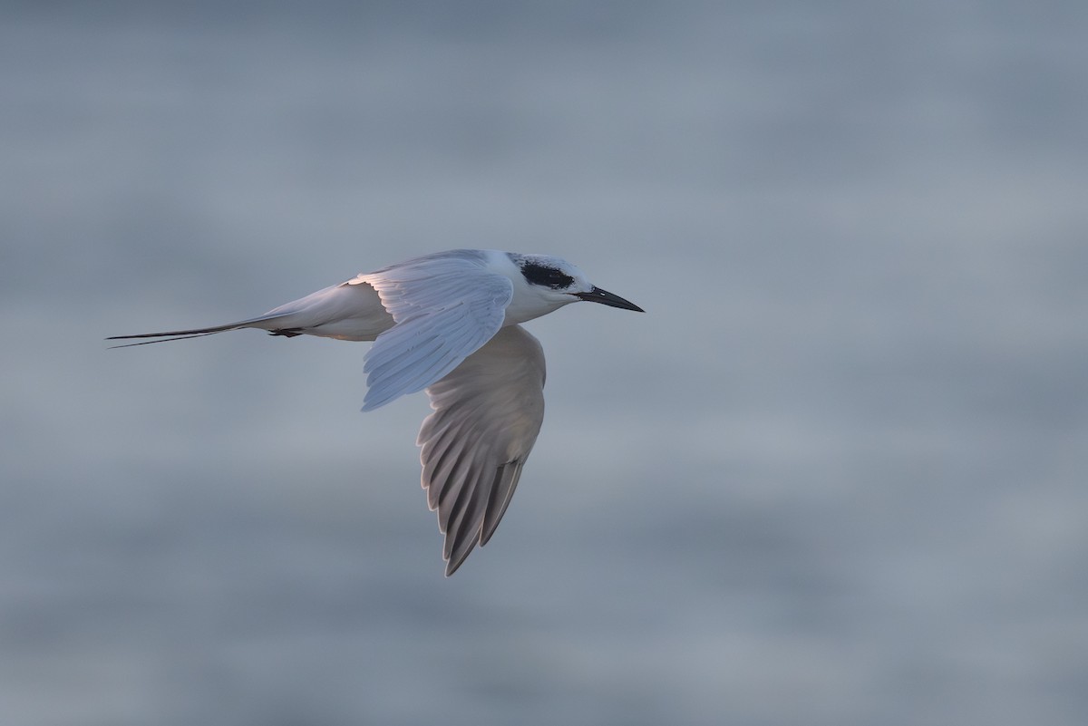 Forster's Tern - ML642386239