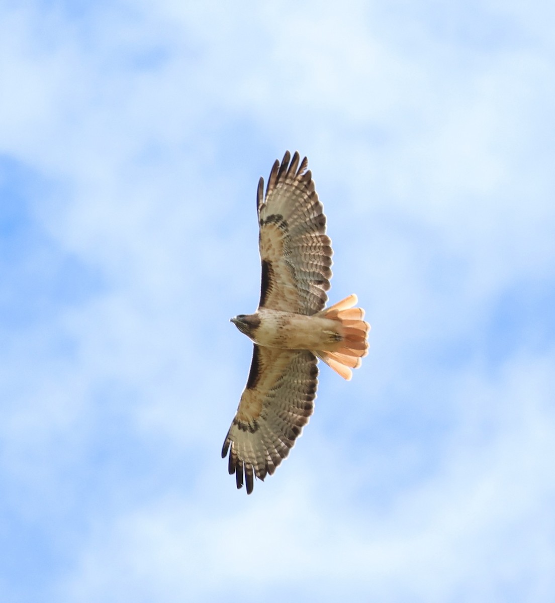 Red-tailed Hawk - ML642386240