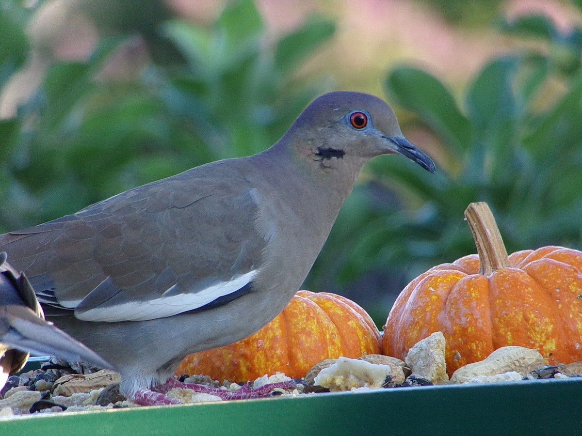 White-winged Dove - ML642386283