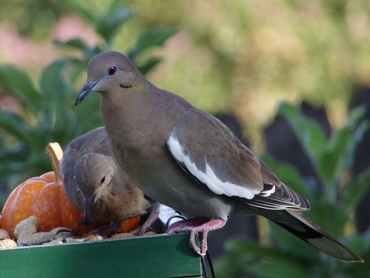 White-winged Dove - ML642386284