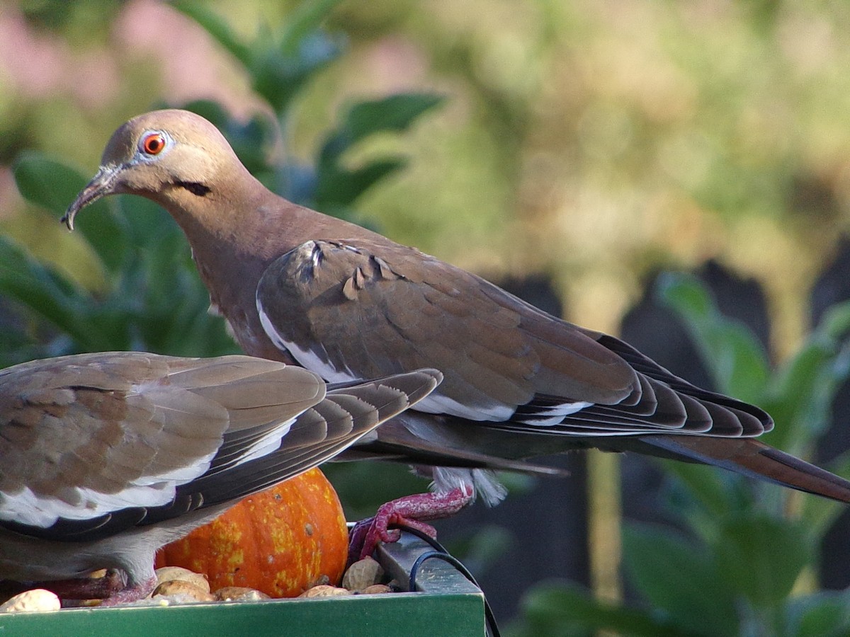 White-winged Dove - ML642386285