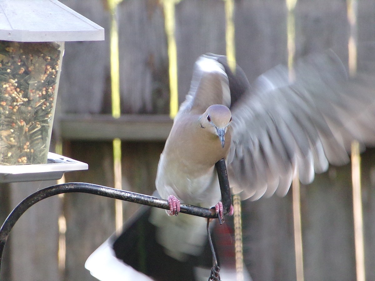 White-winged Dove - ML642386286