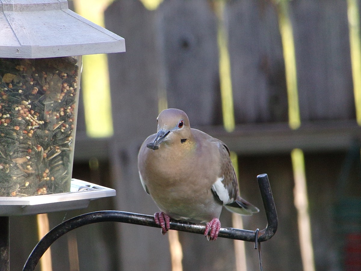 White-winged Dove - ML642386287