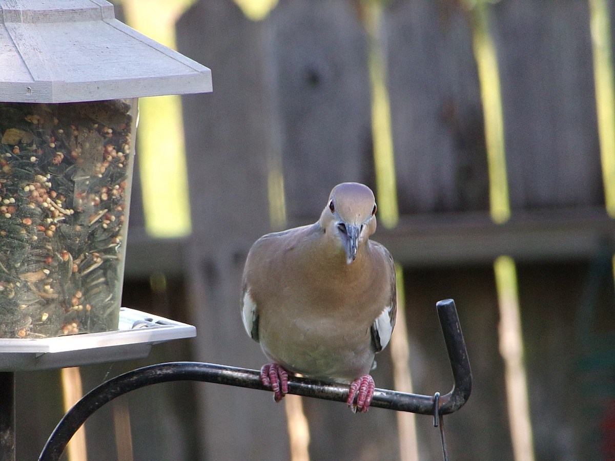 White-winged Dove - ML642386288