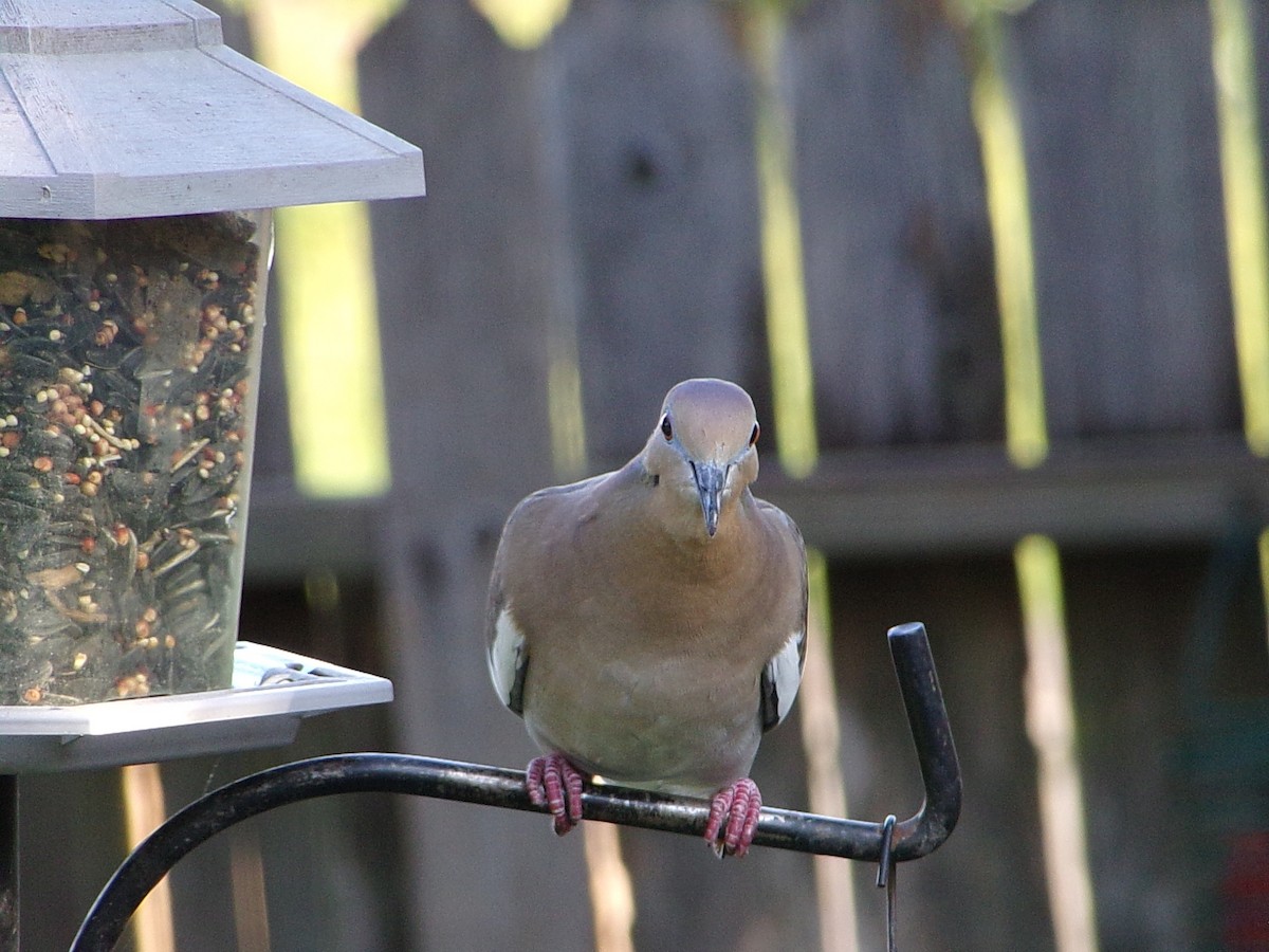 White-winged Dove - ML642386289