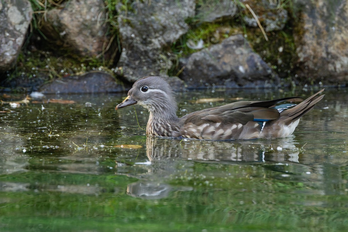 Mandarin Duck - ML642386290