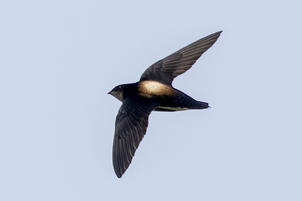 Silver-backed Needletail - ML642386291
