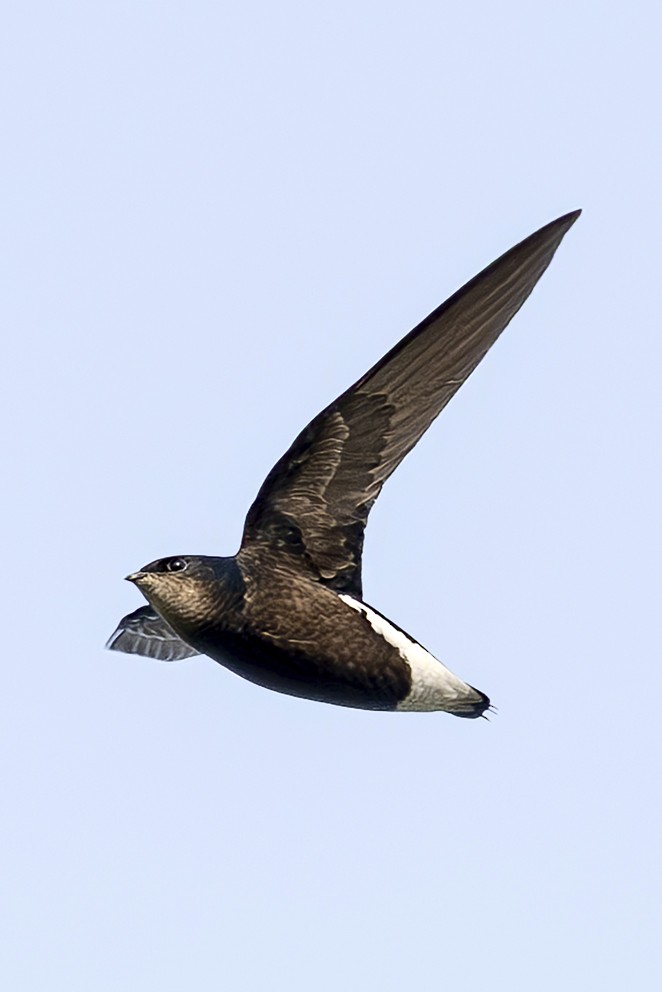 Silver-backed Needletail - ML642386292