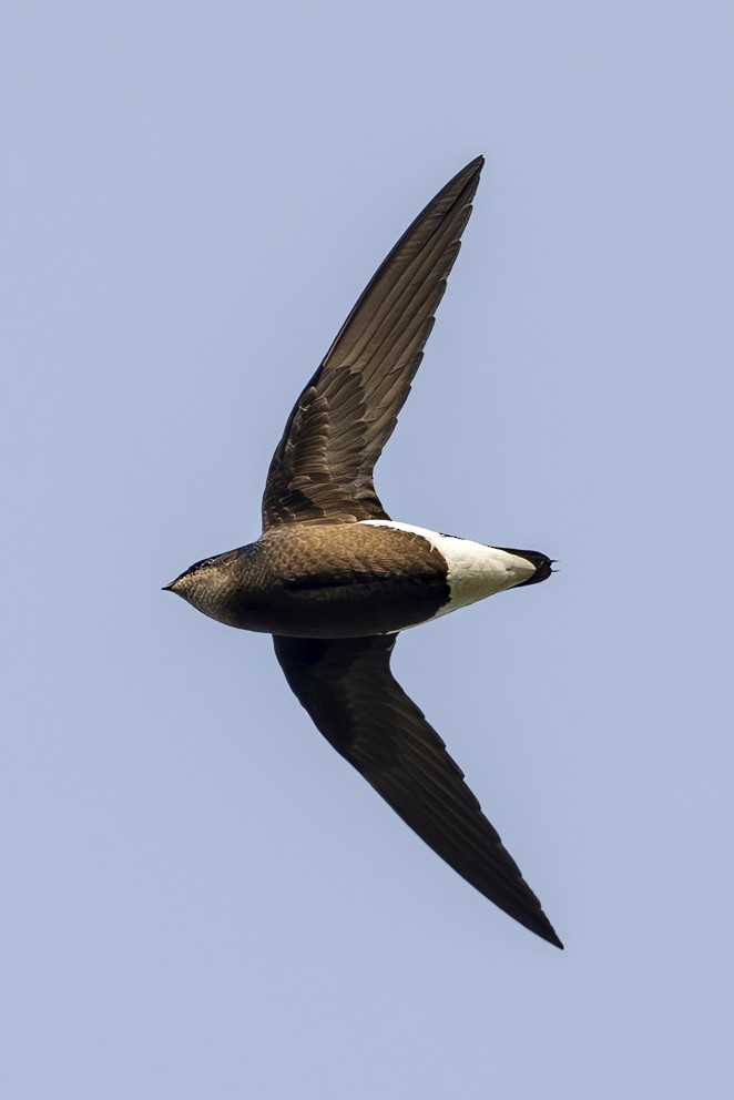 Silver-backed Needletail - ML642386293