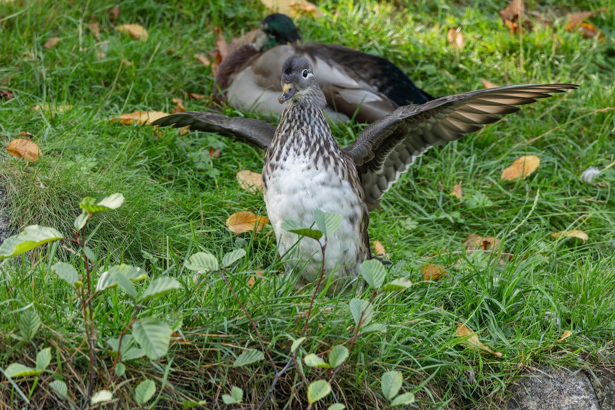 Mandarin Duck - ML642386297