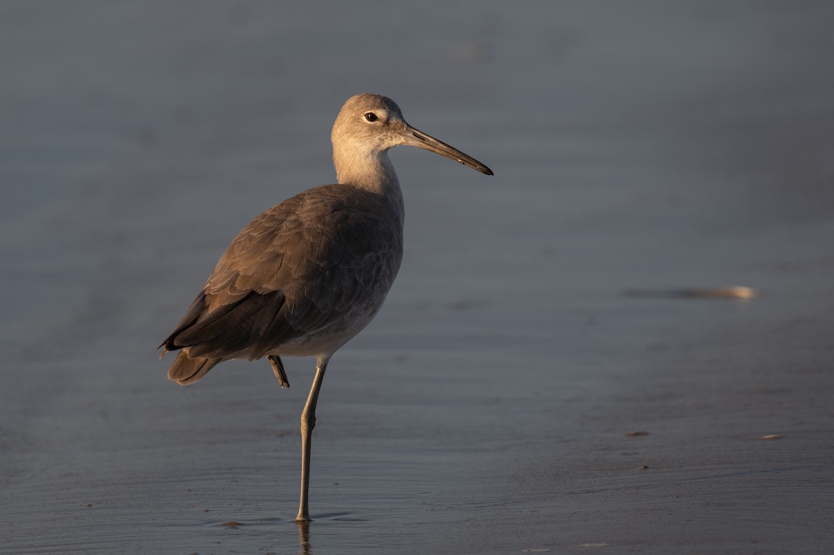 Willet - ML642386299