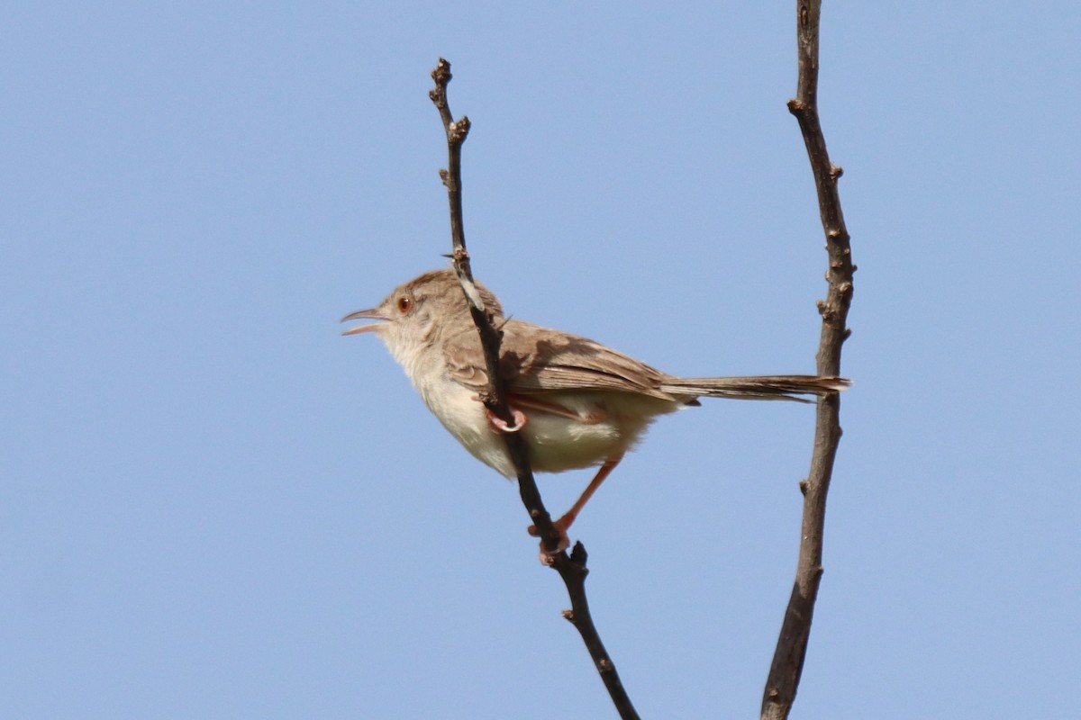 Rufous-fronted Prinia - ML642386301