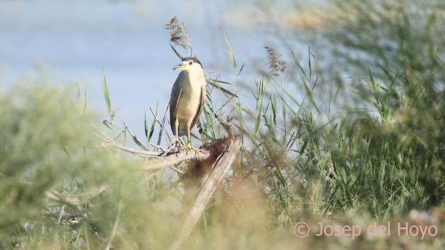 Black-crowned Night Heron - ML642386302