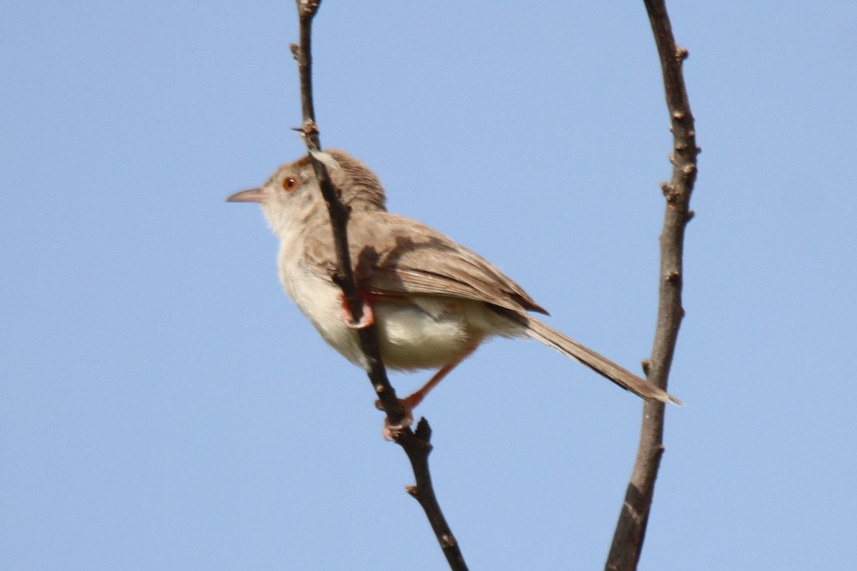 Rufous-fronted Prinia - ML642386303