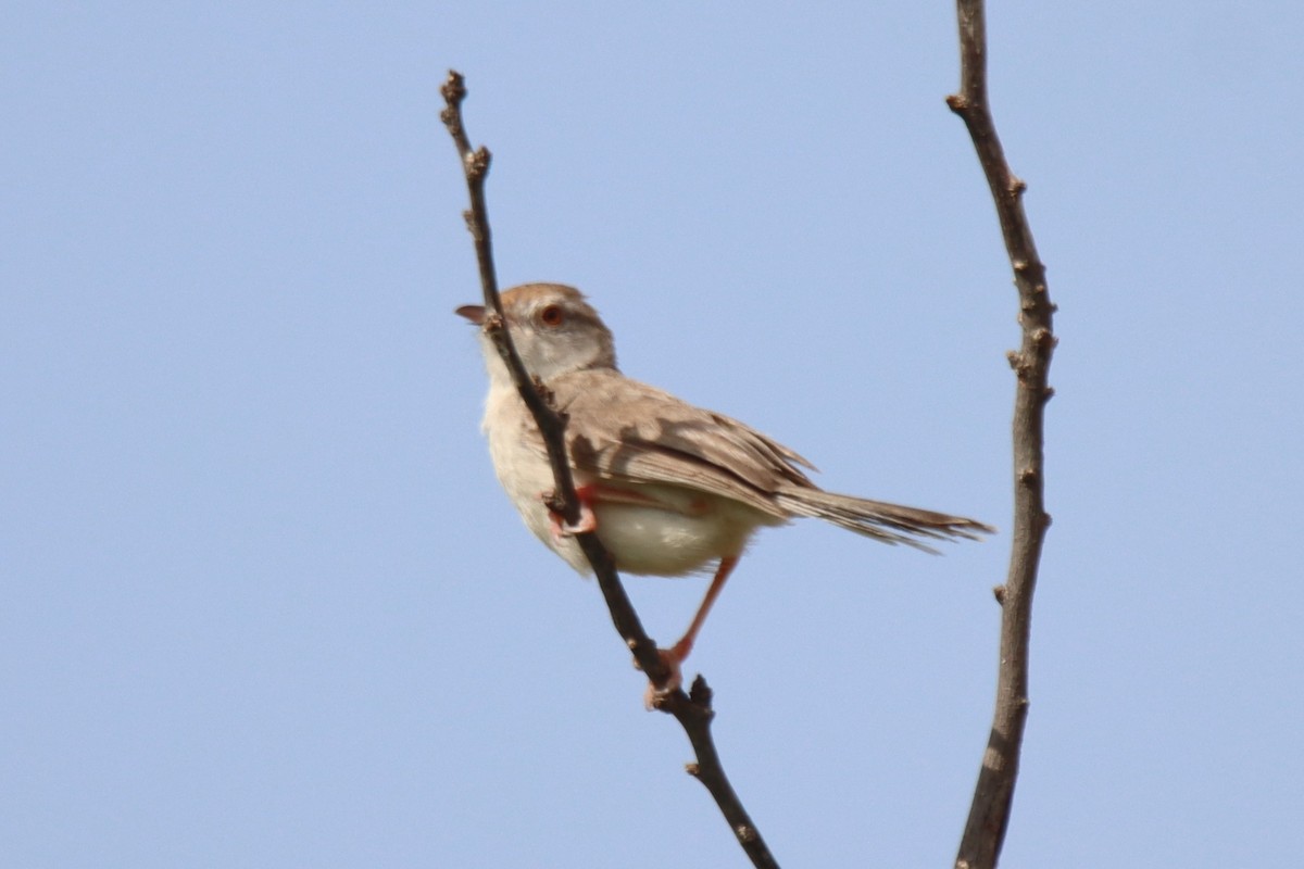 Rufous-fronted Prinia - ML642386308