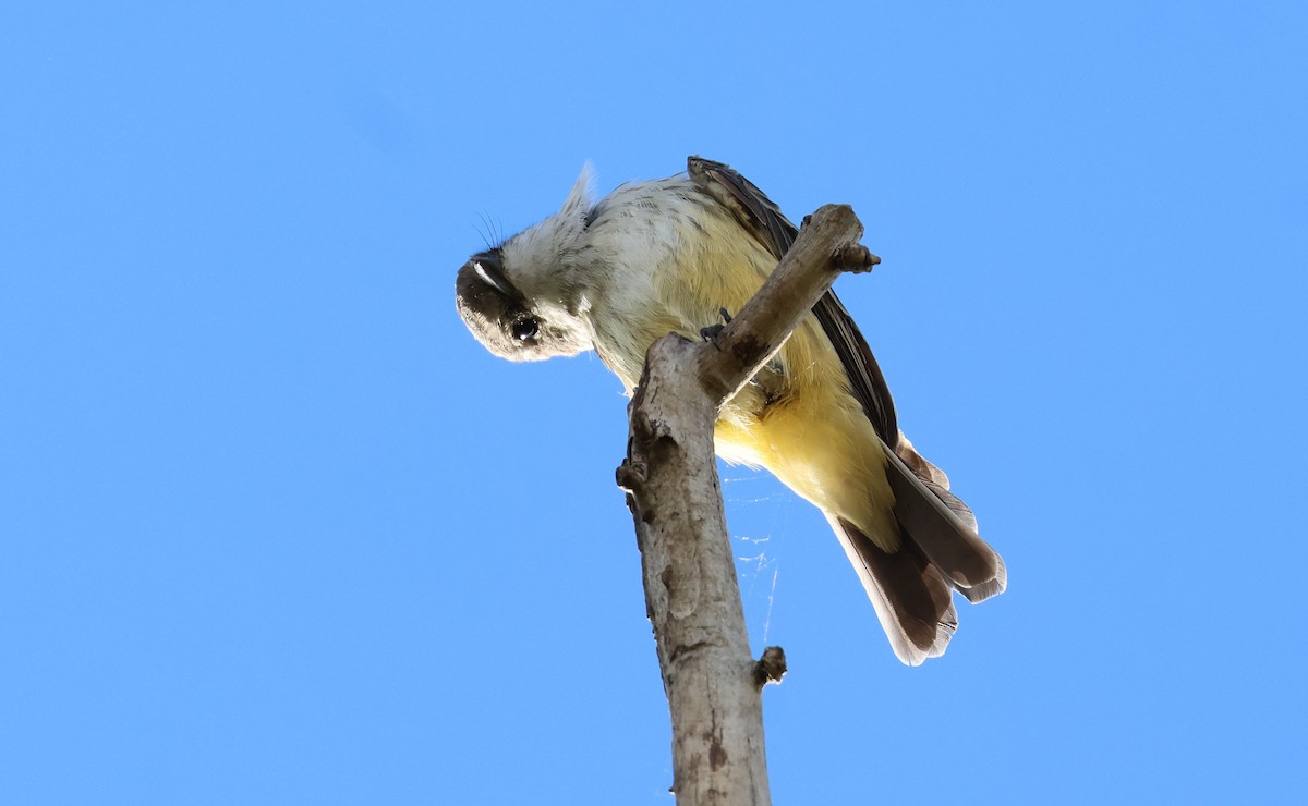 Vermilion Flycatcher - ML642386332