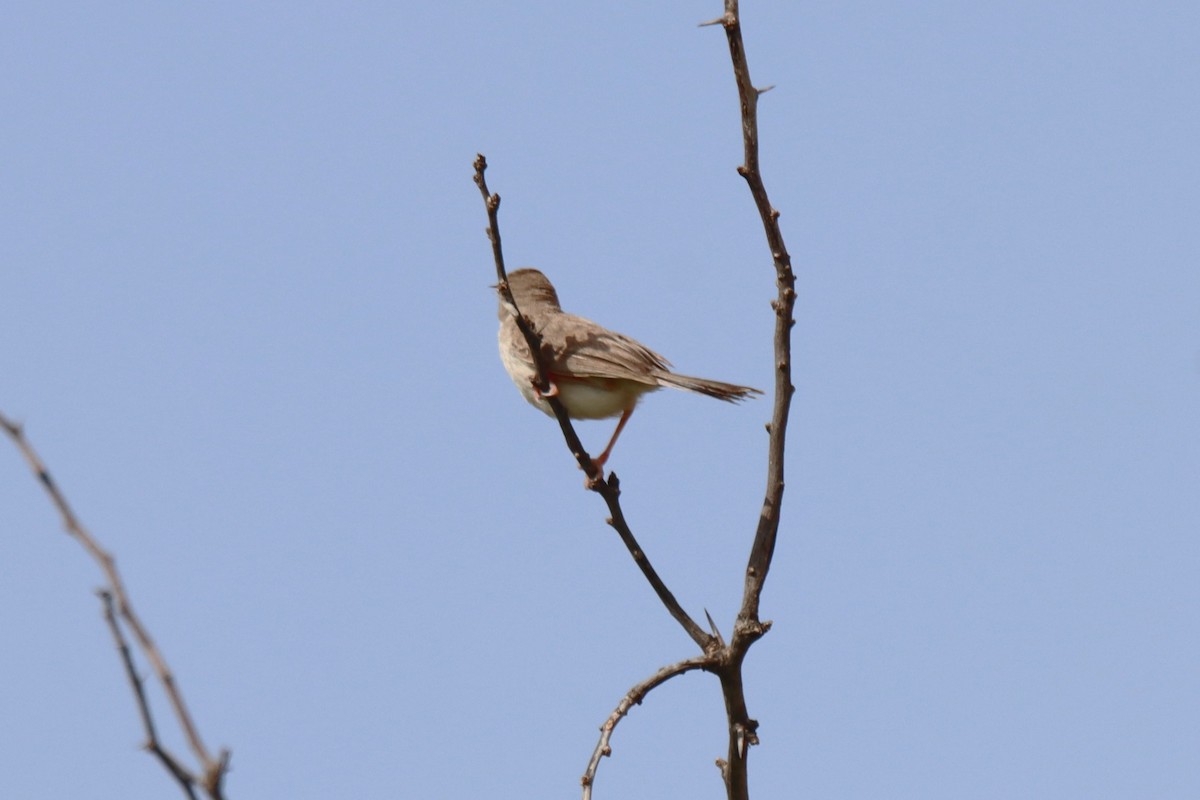 Rufous-fronted Prinia - ML642386334