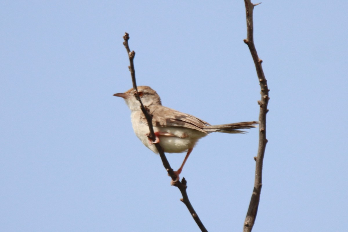 Rufous-fronted Prinia - ML642386335