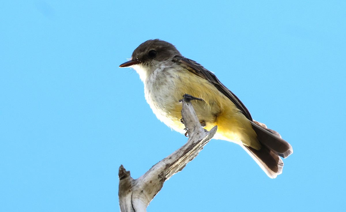 Vermilion Flycatcher - ML642386338