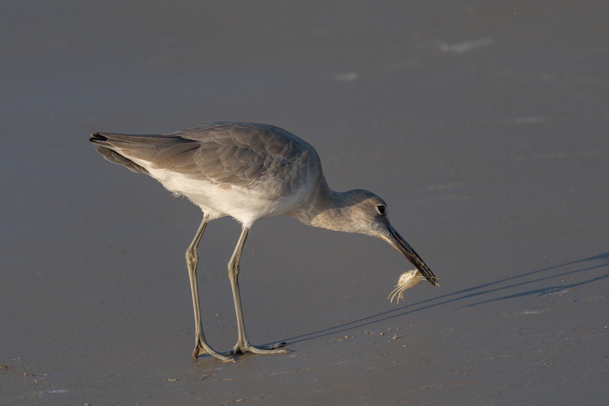 Willet - ML642386339