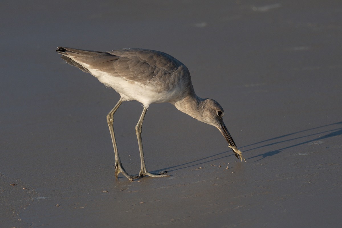 Willet - ML642386349