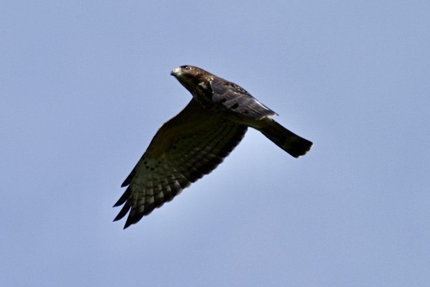 káně širokokřídlá - ML642386391