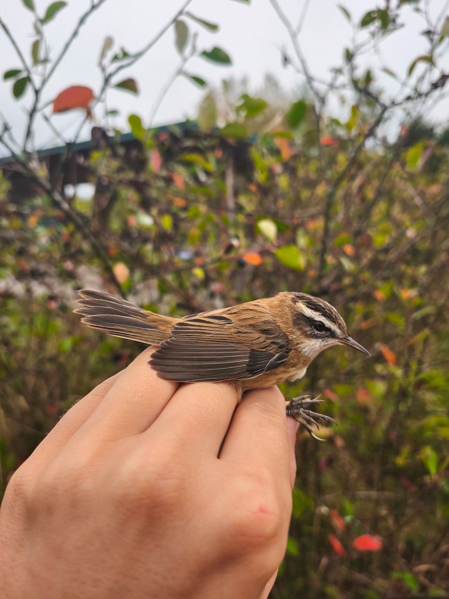 Moustached Warbler - ML642386429