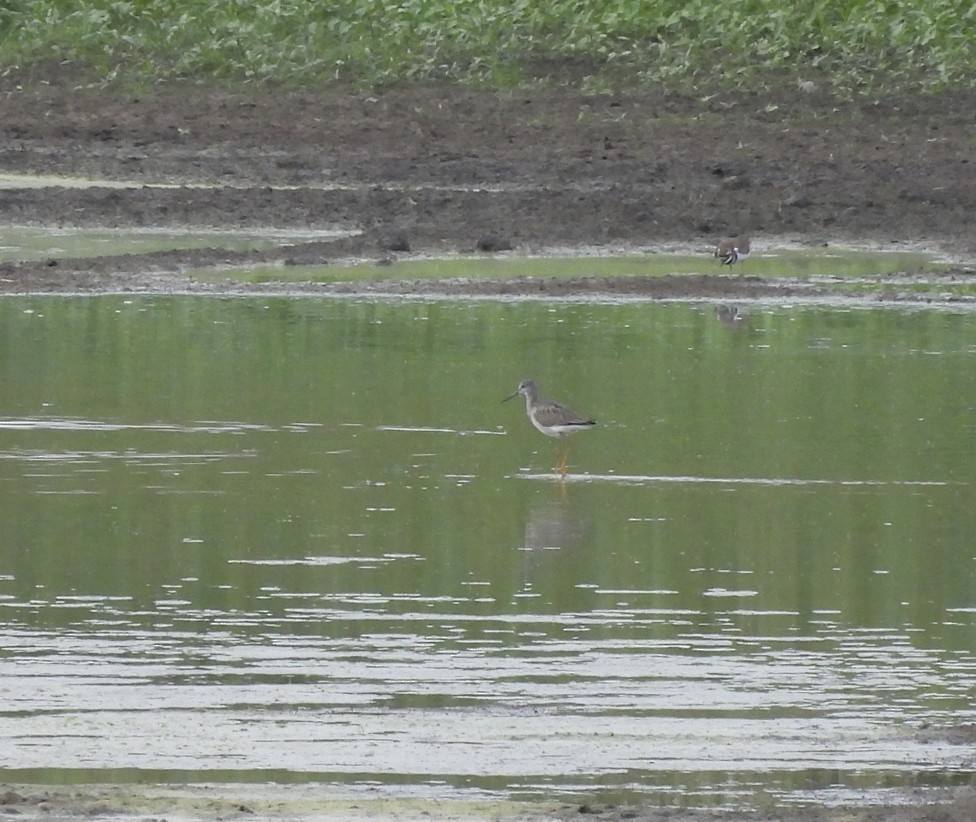 Greater Yellowlegs - ML642386432